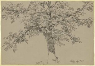 Ein Baum