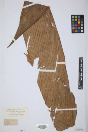 Geonoma