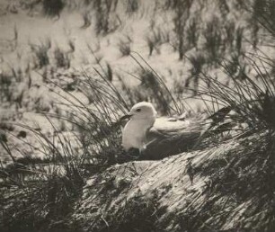 Sturmmöwe (Larus canus L.), hudernd (von der Seite). Amrum