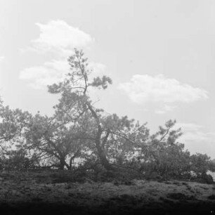 Landschaftsbild. Märkische Landschaft. : Wobraz krajiny. Markowska krajina.