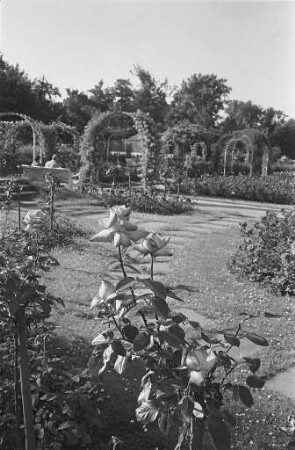 Rosenblüte im Rosengarten.