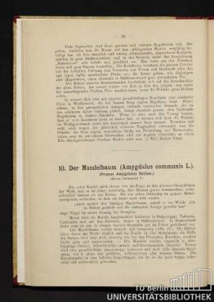10. Der Mandelbaum (Amygdalus communis L.).