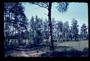 Spandauer Forst 25.5.53.