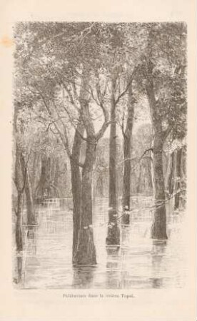Palétuviers dans la rivière Tapul