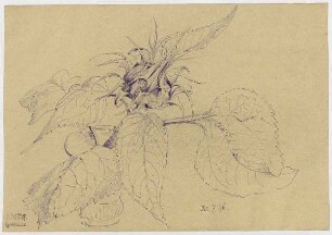 Baum, Knospe