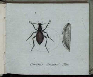 Carabus Creutzeri Fabr. [bis] Papilio Lucilla Fabr.