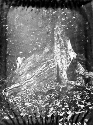 Seitenwurzeln : Ein Baum mit markanten, seitlich abstehenden Wurzeln.