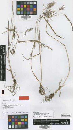 Cyperus tenuispiculatus Boeckeler [isotype]