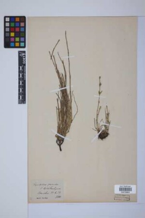Equisetum palustre L.