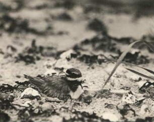 Halsband- oder Sandregenpfeifer (Charadrius hiaticula), brütend in Schlafstellung (von der Seite). Glowe auf Rügen