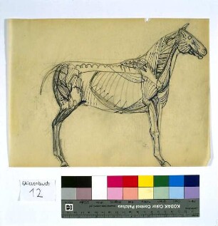 Anatomisches Pferd