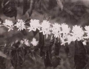 Kaffeebaum, Zweig mit Blüten : Tanganyika Territory (heute: Tansania). Kaffeebaum, einzelner Zweig mit Blüten, 1936
