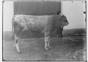 Landwirtschaftskammer Sigmaringen 1934 - Tieraufnahmen Stier