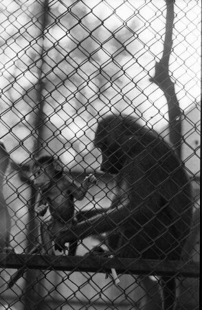 Pavian-Nachwuchs im Karlsruher Zoo.