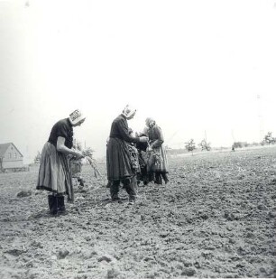 Frauen bei der Feldarbeit : Kleidung - Schleifer Tracht. Ort: Slepo / Schleife. Frauen in Arbeitstracht der Schleifer Region bei der Feldarbeit.