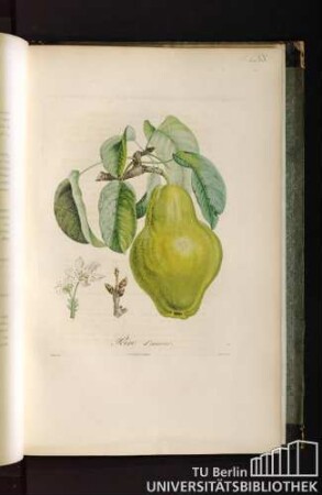 Pl. LXX. Poire d'amour.