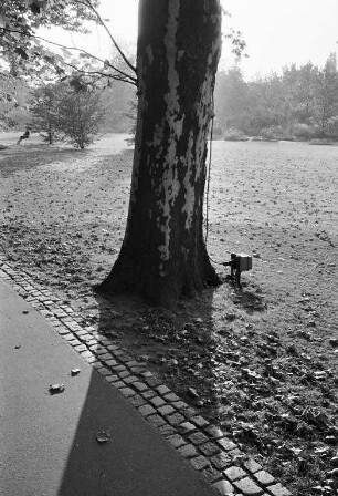 Herbststimmung im Schlossgarten