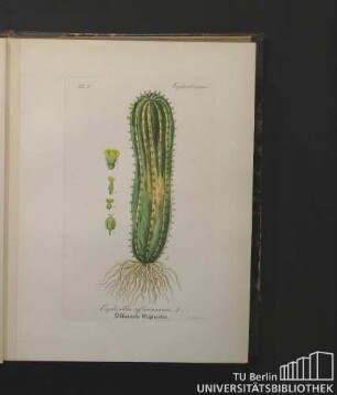 Euphorbiaceae. Euphorbia officinarum L. Officinelle Euphorbie.