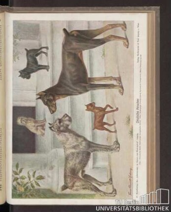 Deutsche Pinscher : 57. Kunstbeilage des "Lehrmeisters im Garten und Kleintierhof", Leipzig