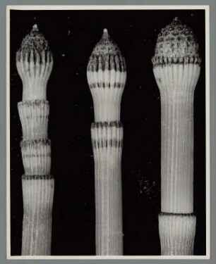 Schachtelhalm, junge Sprossen im Frühling (Equisetum hiemale)