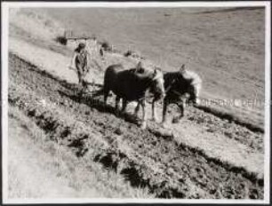Landwirt mit Pflug und zwei Pferden bei der Feldarbeit (Altersgruppe bis 14)