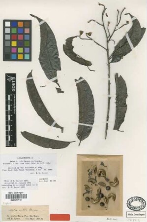 Mabea nitida Spruce ex Benth. [isolectotype]