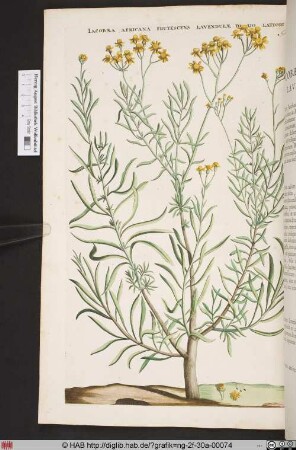 IACOBAEA AFRICANA FRUTESCENS LAVENDULAE FOLIO LATIORI.