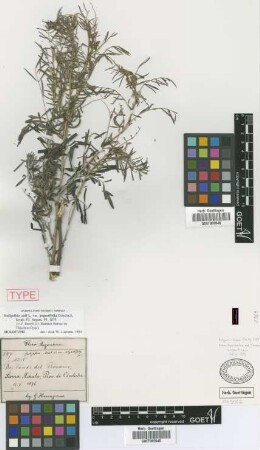 Indigofera anil L. var. Griseb. angustifolia[holotype]