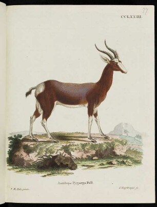 CCLXXIII. Antilope Pygarga Pall.