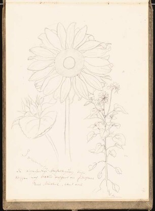 Skizzenbuch 1899: Sonnenblume