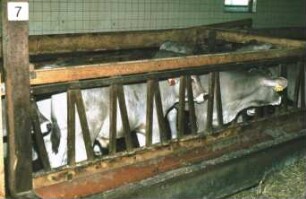 Fotografie: Tierproduktionsverfahren, Fressgitter, Futtervorlage