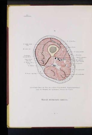 Musculi extremitatis inferioris.