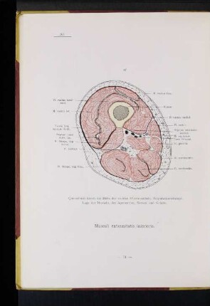 Musculi extremitatis inferioris.