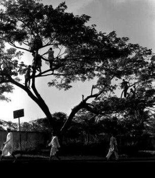 Mehrere Männer auf Bäumen, wohl Ausschau haltend : Mumbai (Indien). Mehrere Männer auf Bäumen, wohl Ausschau haltend