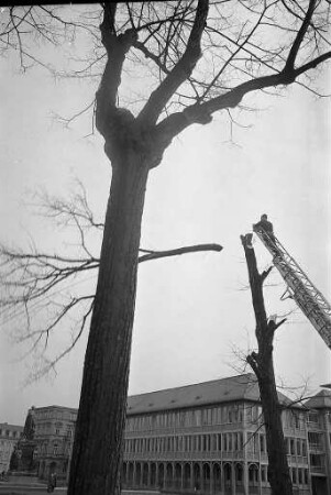 Abriss von 23 kranken Linden am Schlossplatz.