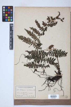 Athyrium costale (Desv.) C. Chr.