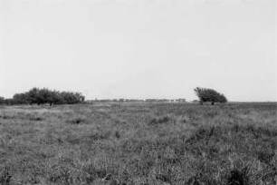 Vegetationsansicht : Blick über eine ebene Graslandschaft