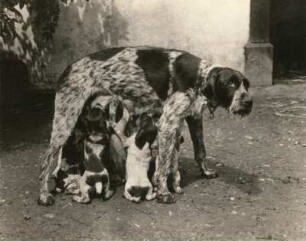 Deutscher Vorstehhund. Hündin mit säugenden Welpen