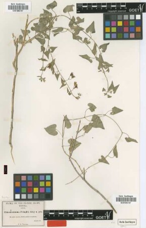 Himantostemma pringlei A.Gray [type]