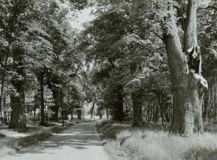 Jagdschloss Graupa, Linden im Park