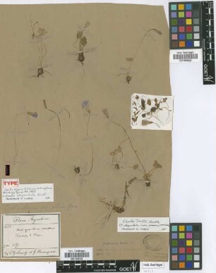 Oxalis elegans Kunth var. subuniflora Griseb.[holotype]