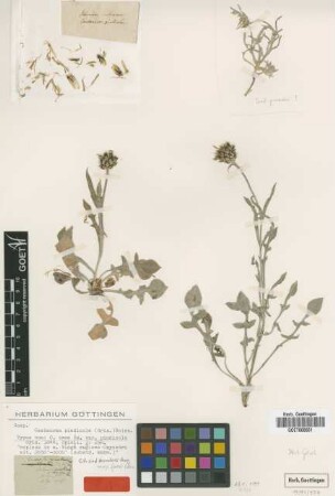 Centaurea cana Sm. var. Griseb. pindicola[holotype]