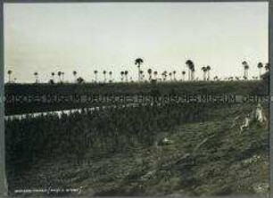 Borassus-Palmen am Rufji-Fluss