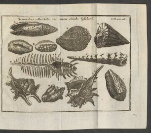 Gewundene Muscheln aus einem Stücke bestehend 3. Th. pag. 269