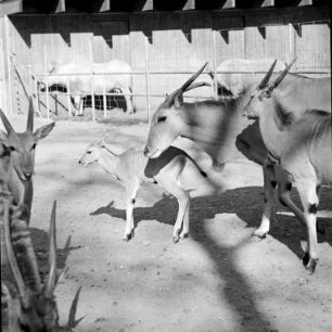 Nachwuchs bei den Elenantilopen im Karlsruher Zoo.
