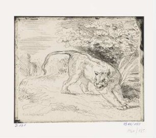 Tiger in Gefangenschaft