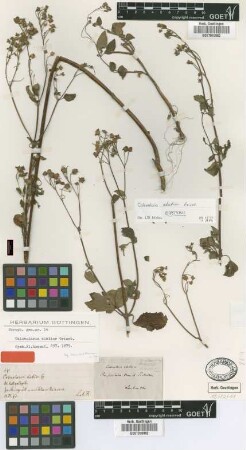 Calceolaria elatior Griseb.