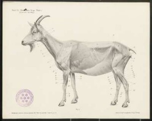 Abbildungen [Taf. 1-8]