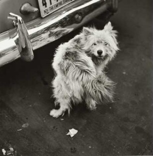 Hund in Greenwich Village