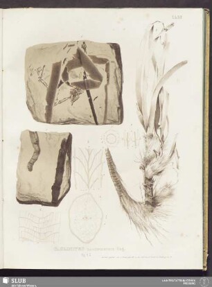 Tab. XVII
